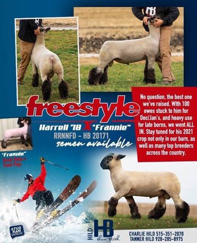 Freestyle 
